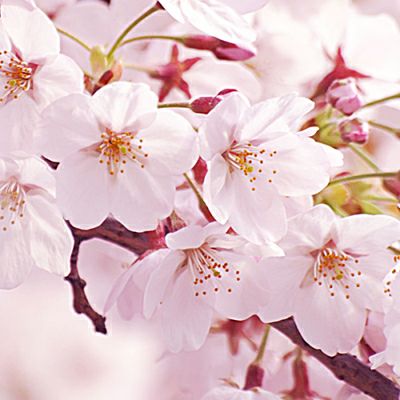 ≪WEB限定≫春の特別詰め合わせ（M）桜どら焼き入１２個入
